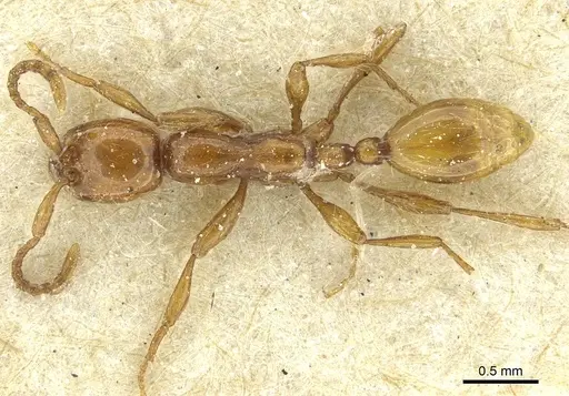 Aenictus rotundatus specimen CASENT0911439 image casent0911439_1