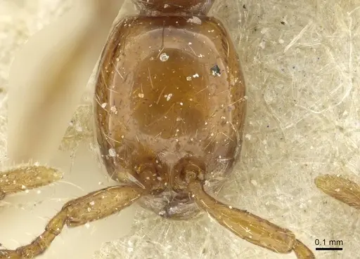 Aenictus rotundatus specimen CASENT0911439 image casent0911439_2