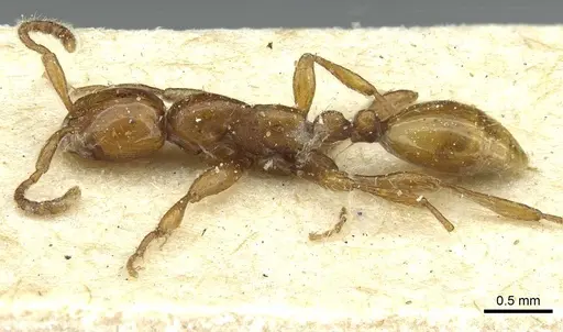 Aenictus rotundatus specimen CASENT0911439 image casent0911439_3