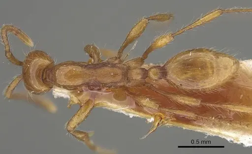 Aenictus rotundatus specimen CASENT0919641 image casent0919641_1