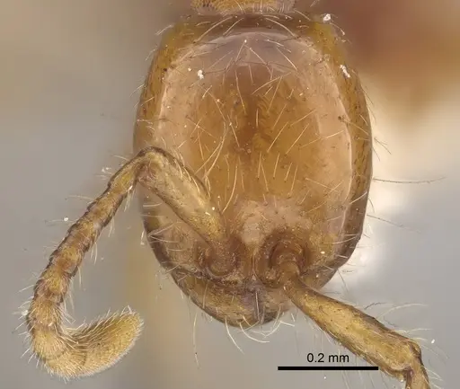 Aenictus rotundatus specimen CASENT0919641 image casent0919641_2