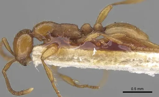 Aenictus rotundatus specimen CASENT0919641 image casent0919641_3