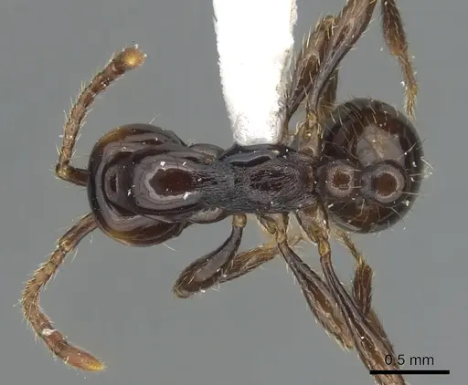 Aenictus rotundicollis specimen CASENT0903686 image casent0903686_1