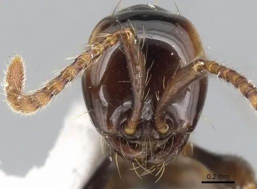 Aenictus rotundicollis specimen CASENT0903686 image casent0903686_2