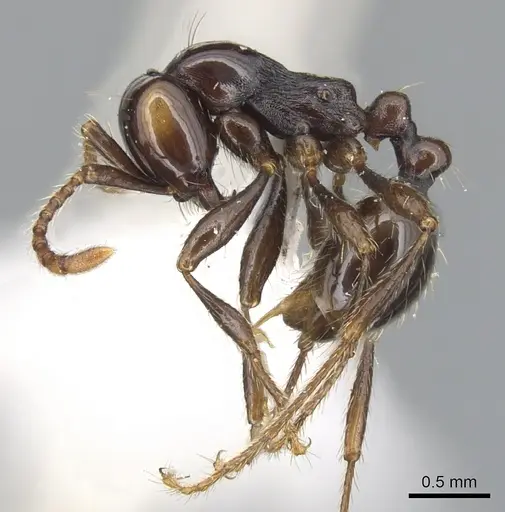 Aenictus rotundicollis specimen CASENT0903686 image casent0903686_3