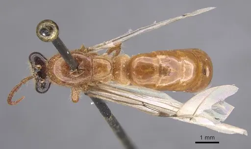 Aenictus rougieri specimen CASENT0915328 image casent0915328_1