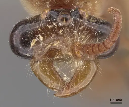 Aenictus rougieri specimen CASENT0915328 image casent0915328_2