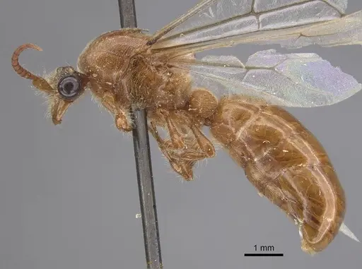 Aenictus rougieri specimen CASENT0915328 image casent0915328_3