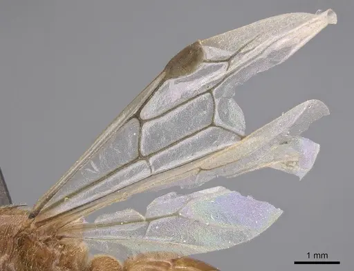 Aenictus rougieri specimen CASENT0915328 image casent0915328_4