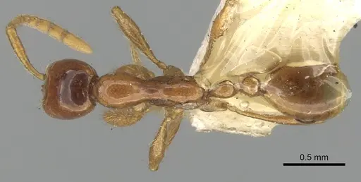Aenictus sagei specimen CASENT0281958 image casent0281958_1