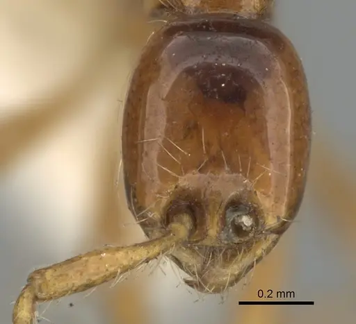 Aenictus sagei specimen CASENT0281958 image casent0281958_2