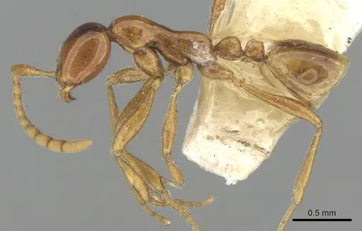 Aenictus sagei specimen CASENT0281958 image casent0281958_3