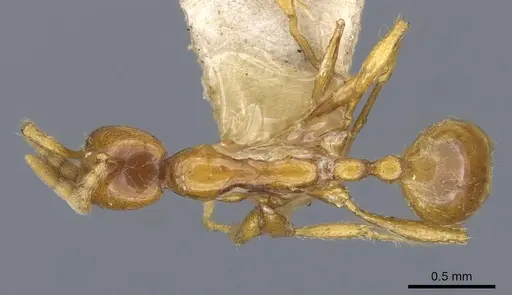 Aenictus sagei specimen CASENT0907023 image casent0907023_1