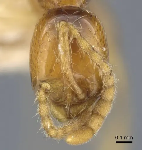 Aenictus sagei specimen CASENT0907023 image casent0907023_2