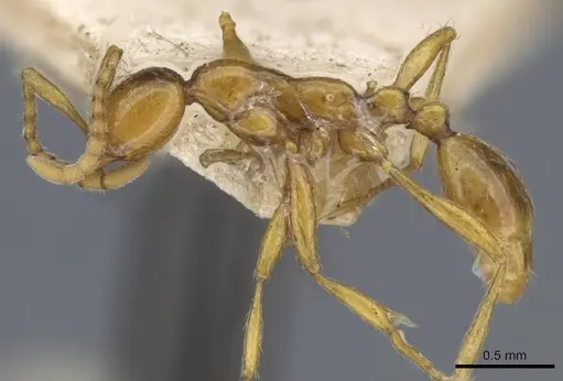 Aenictus sagei specimen CASENT0907023 image casent0907023_3