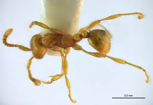 Aenictus samungi specimen THNHM-I-02615 image thnhm-i-02615_1