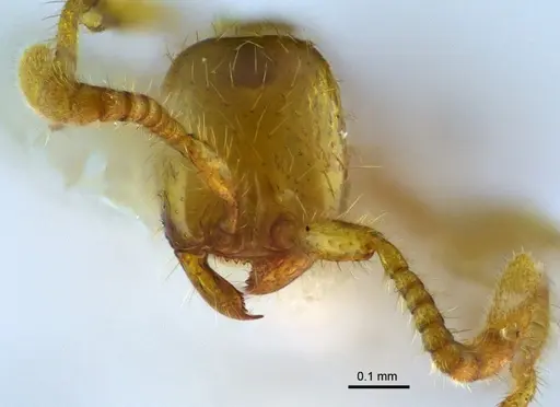 Aenictus samungi specimen THNHM-I-02615 image thnhm-i-02615_2