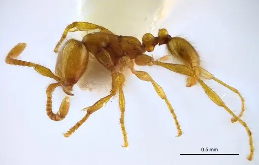 Aenictus samungi specimen THNHM-I-02615 image thnhm-i-02615_3