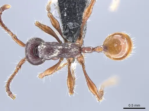 Aenictus schneirlai specimen CASENT0651686 image casent0651686_1
