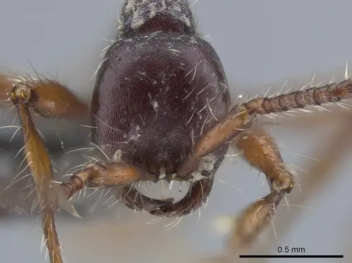 Aenictus schneirlai specimen CASENT0651686 image casent0651686_2