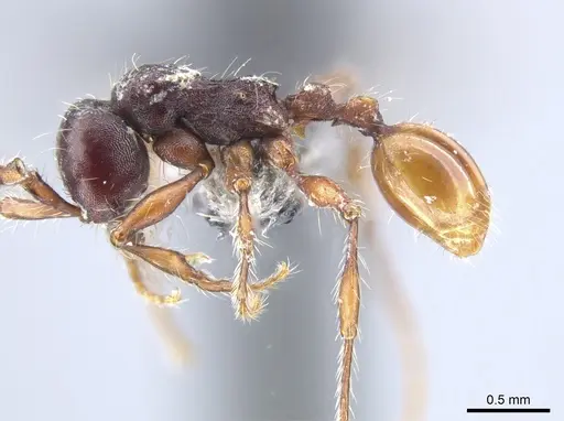 Aenictus schneirlai specimen CASENT0651686 image casent0651686_3