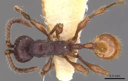 Aenictus schneirlai specimen CASENT0905732 image casent0905732_1
