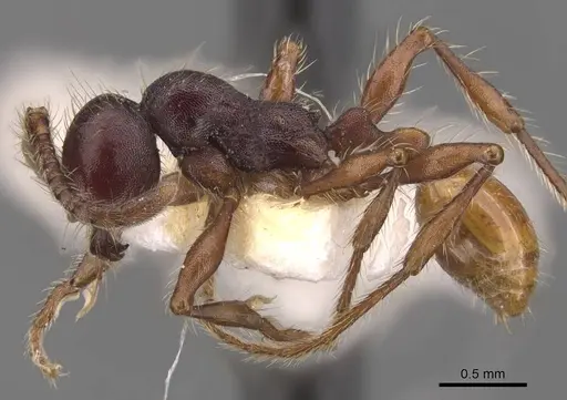 Aenictus schneirlai specimen CASENT0905732 image casent0905732_3