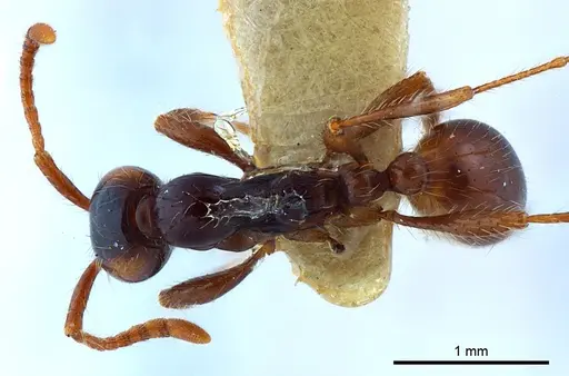 Aenictus shilintongae specimen USNMNH2069734 image usnmnh2069734_1