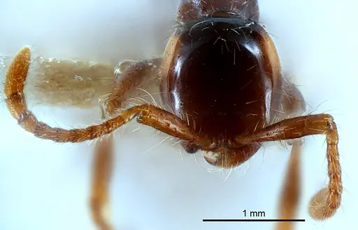 Aenictus shilintongae specimen USNMNH2069734 image usnmnh2069734_2