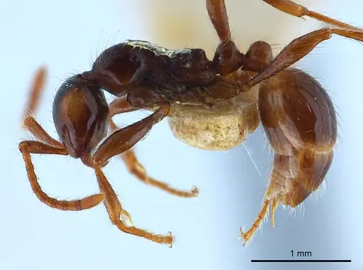 Aenictus shilintongae specimen USNMNH2069734 image usnmnh2069734_3