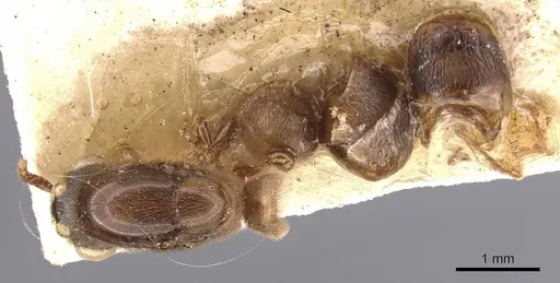 Aenictus shuckardi specimen CASENT0907018 image casent0907018_1
