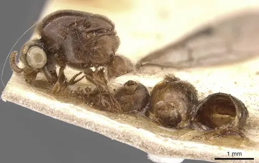 Aenictus shuckardi specimen CASENT0907018 image casent0907018_3