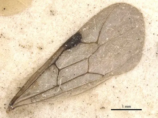 Aenictus shuckardi specimen CASENT0907018 image casent0907018_4