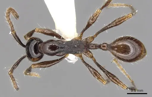 Aenictus siamensis specimen CASENT0903685 image casent0903685_1