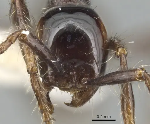 Aenictus siamensis specimen CASENT0903685 image casent0903685_2