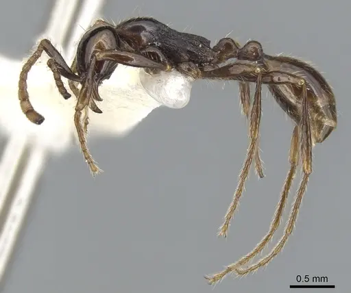 Aenictus siamensis specimen CASENT0903685 image casent0903685_3