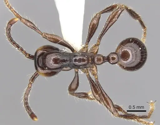 Aenictus sonchaengi specimen CASENT0903681 image casent0903681_1