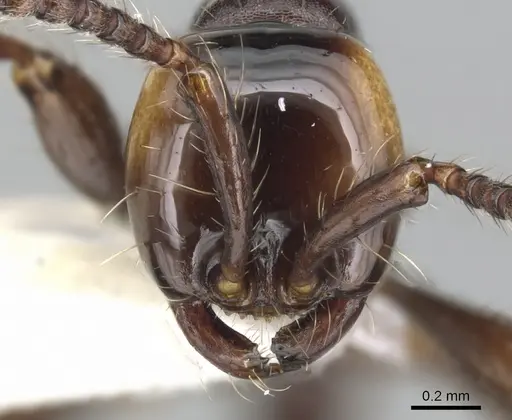 Aenictus sonchaengi specimen CASENT0903681 image casent0903681_2