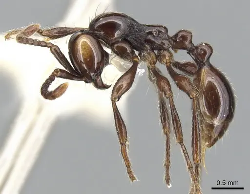 Aenictus sonchaengi specimen CASENT0903681 image casent0903681_3