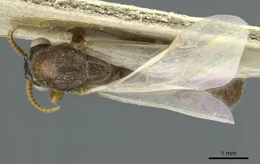 Aenictus soudanicus specimen CASENT0911441 image casent0911441_1