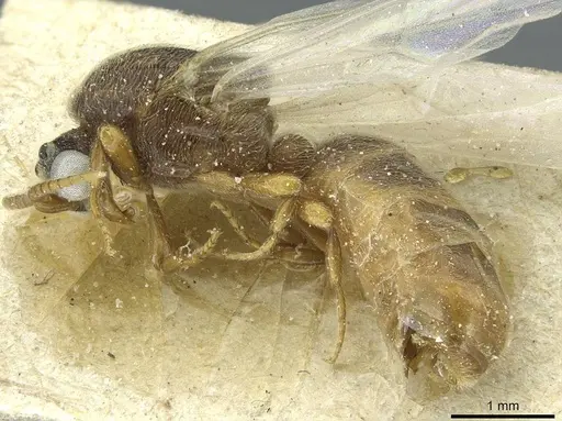Aenictus soudanicus specimen CASENT0911441 image casent0911441_3