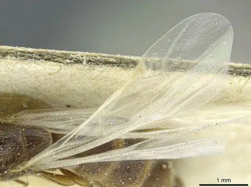 Aenictus soudanicus specimen CASENT0911441 image casent0911441_4