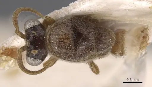 Aenictus soudanicus specimen CASENT0915329 image casent0915329_1