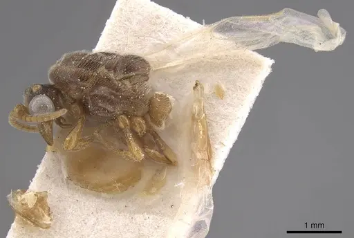 Aenictus soudanicus specimen CASENT0915329 image casent0915329_3