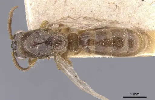Aenictus soudanicus specimen RMCAENT000017717 image rmcaent000017717_1
