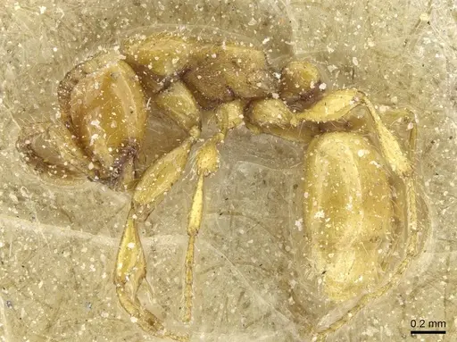 Aenictus steindachneri specimen CASENT0911440 image casent0911440_3