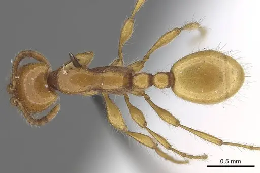 Aenictus steindachneri specimen CASENT0919642 image casent0919642_1