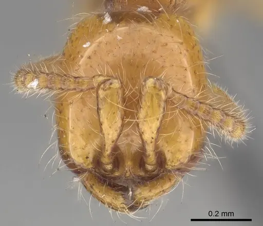 Aenictus steindachneri specimen CASENT0919642 image casent0919642_2