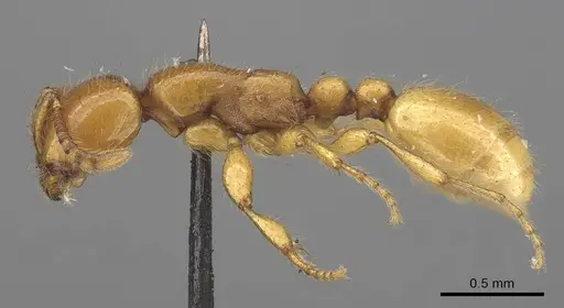 Aenictus steindachneri specimen CASENT0919642 image casent0919642_3