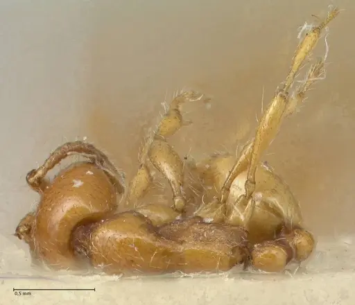 Aenictus steindachneri specimen FOCOL1141-1 image focol1141-1_1
